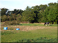 Horse-grazed field, Osterley