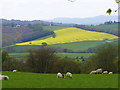 Rapeseed Fields