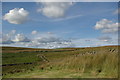 Fields & moorland east of Quarter Farm