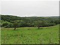 Wooded hillside north of the Holywell Road