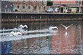 Exeter : The River Exe & Swans