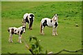 East Devon : Grassy Field & Horses