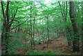 Woodland near Ewhurst Windmill