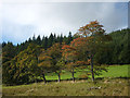 Roadside trees near Bonskeid Home Farm