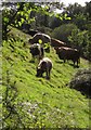 SX8155 : Cattle near Coomery by Derek Harper