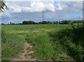 Farmland near Asfordby