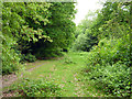 Path, Epping Forest