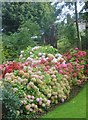 Trilliw ar Ddeg yng Ngerddi Tan-y-Coed / Hydrangeas in Tan-y-Coed Gardens