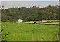 Cattle near Sellarswood