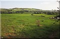 Bridge Meadow