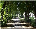 Lime Tree Walk, St Mary