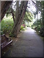 A tree-lined path through Johnston Gardens