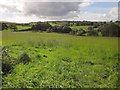 SX7855 : Field near Hernaford by Derek Harper