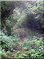 Much overgrown bridleway