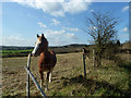 Horses by Goss Hill