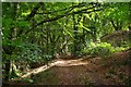 Woodland path from Craig-yr-allt towards the Bushes