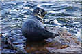 Common Seal (Phoca vitulina), North Taing, Lerwick