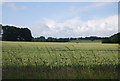 Wheat field