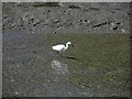 SX7343 : A Little Egret enjoying the mud at Kingsbridge by Steve  Fareham