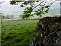 Mossy Dry Stone Wall looking down to the River Ribble