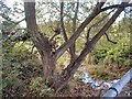 Black Brook from the White Bridge