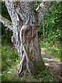 Tree with aerial roots by the Ben Vrackie path