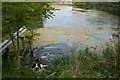 An irrigation dam near Spynie Palace