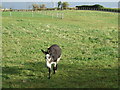 Grazing off Lighthouse Road