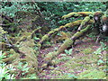 C0634 : Tree roots, Ards Forest Park by Willie Duffin