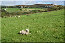 SD7222 : Sheep near Pickup Bank by Bill Boaden