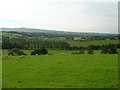 Sheep grazing in a Lancashire field