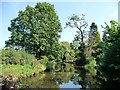 SO8480 : A fine range of trees by the Staffs and Worcs canal by Christine Johnstone