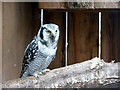 Northern Hawk Owl at Small Breeds Farm and Owl Centre, Kington, Herefordshire