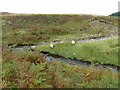 Whitrope Burn and  Sheep