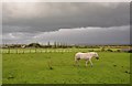 North Somerset : Grassy Field & Horse