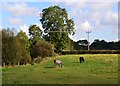 Horse pasture east of Eckington