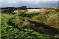 A tributary of Scotland Brook