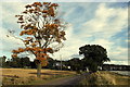 Autumnal Tree near Carsegray, Forfar