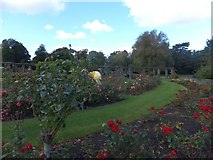J3372 : The Botanic Gardens rose garden by David Smith