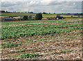 Autumn ploughing near Hill Top Farm