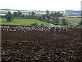 Gulls following the plough