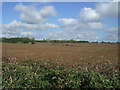 Farmland, Warboro Farm