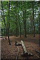 A Beech Plantation Tatton Park