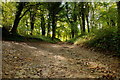 Bridleway through The Larches