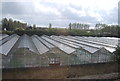 Greenhouses by the railway line