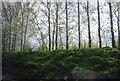 Trees above a railway cutting