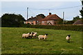 Sheep and cottages