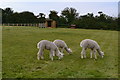 Alpacas grazing beside the footpath