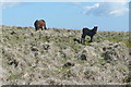 SX5963 : Dartmoor ponies by Graham Horn