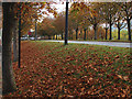 Autumn leaves by Saxon Gate
